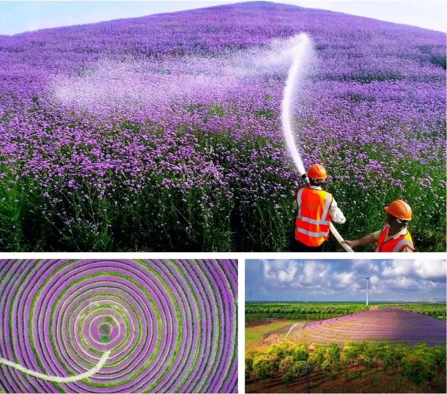 垃圾場(chǎng)上盤(pán)旋而起的花之浪